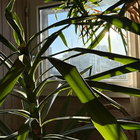 Urban Oasis - Attic In Iconic Langstrasse Daire